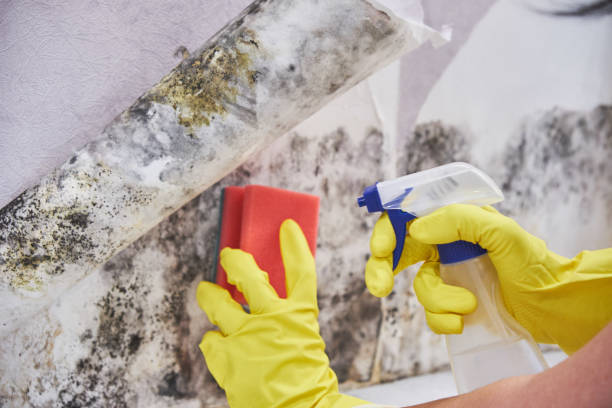 Mold Remediation for Vacation Homes in Brass Castle, NJ